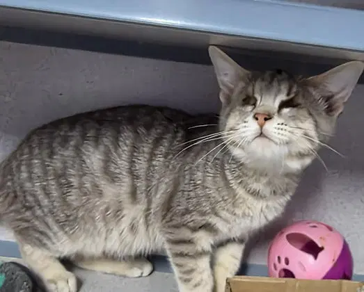 Guppy - Domestic Short Hair