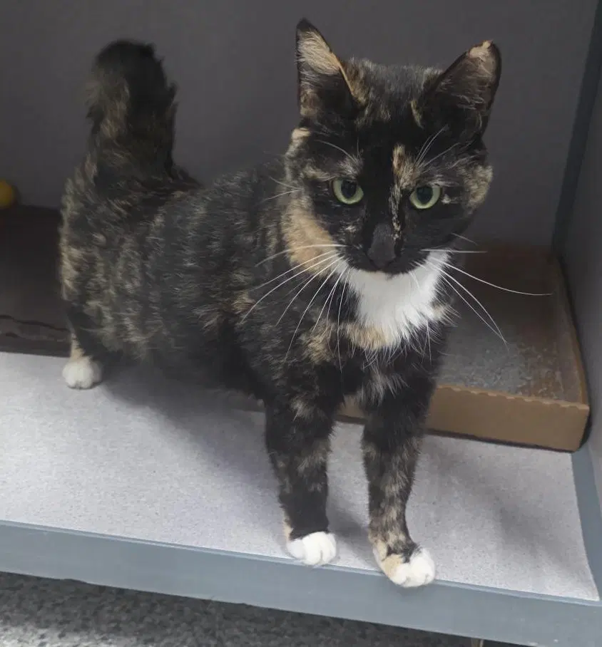 Jelly - Tortoiseshell