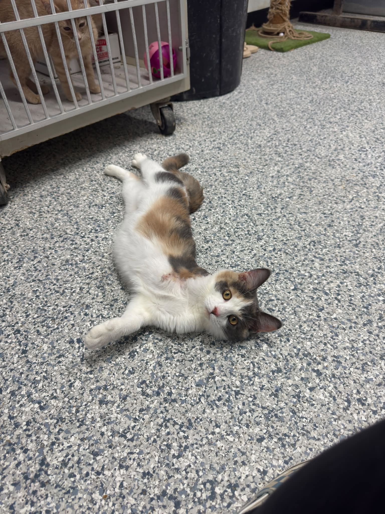 Suzie