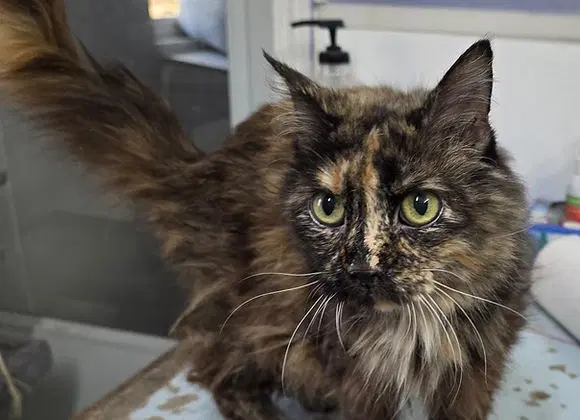 Puddy - Tortoiseshell
