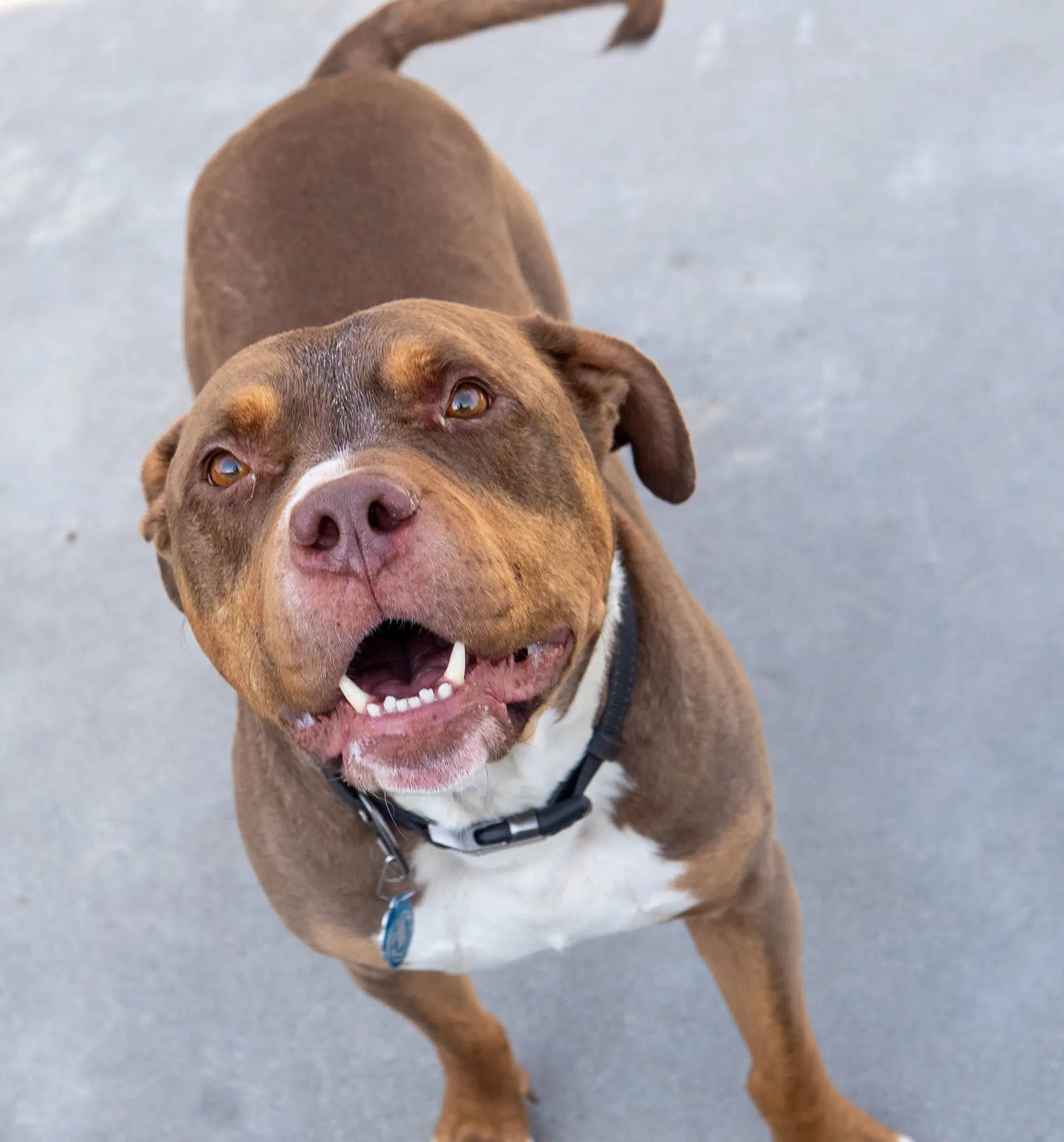Loki - Pit Bull Terrier
