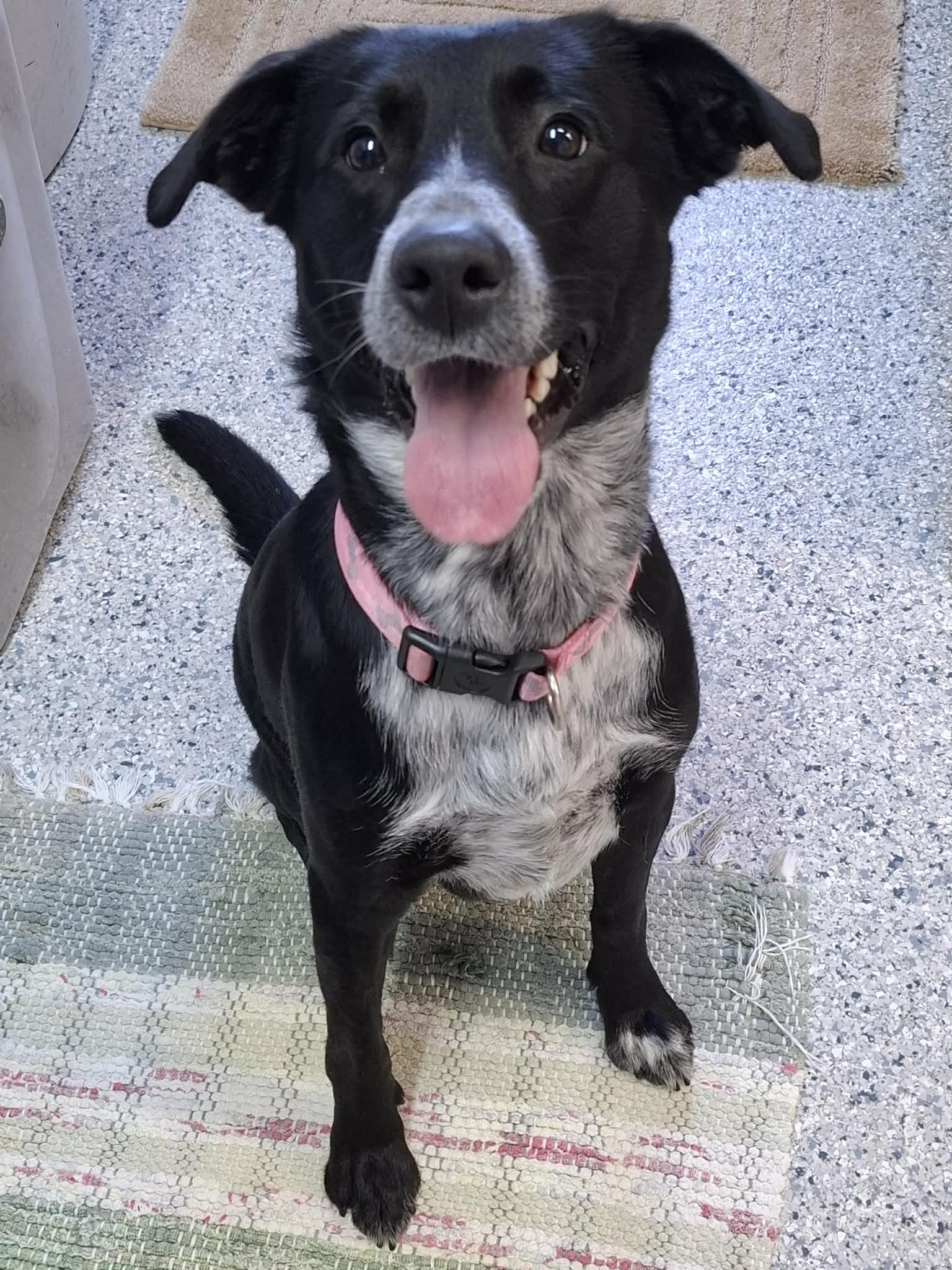 Moonbeam - Australian Cattle Dog/Blue Heeler