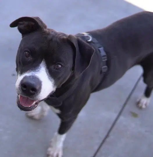 Dom - Pit Bull Terrier