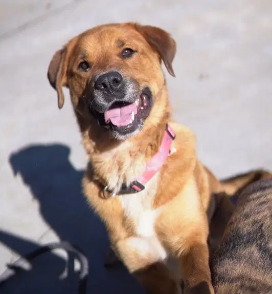 Punkin - Shepherd