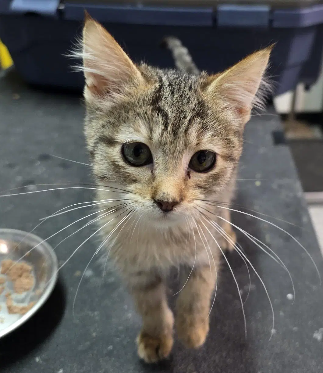 Dolly Parton - Tabby