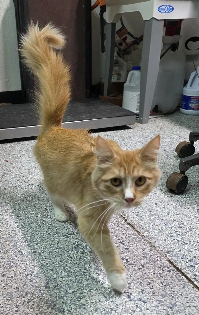 Jolene - Domestic Long Hair