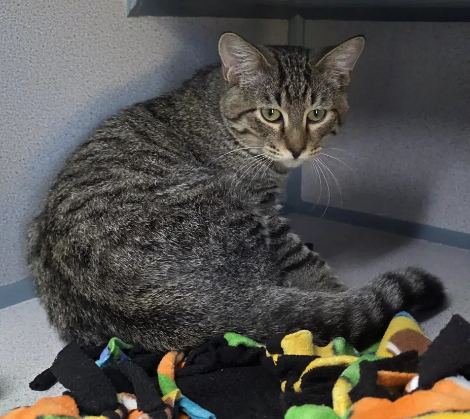 Jeremiah - Tabby