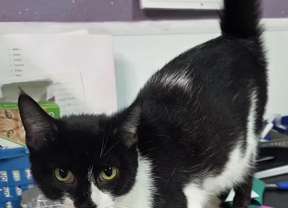 Libby - Domestic Short Hair