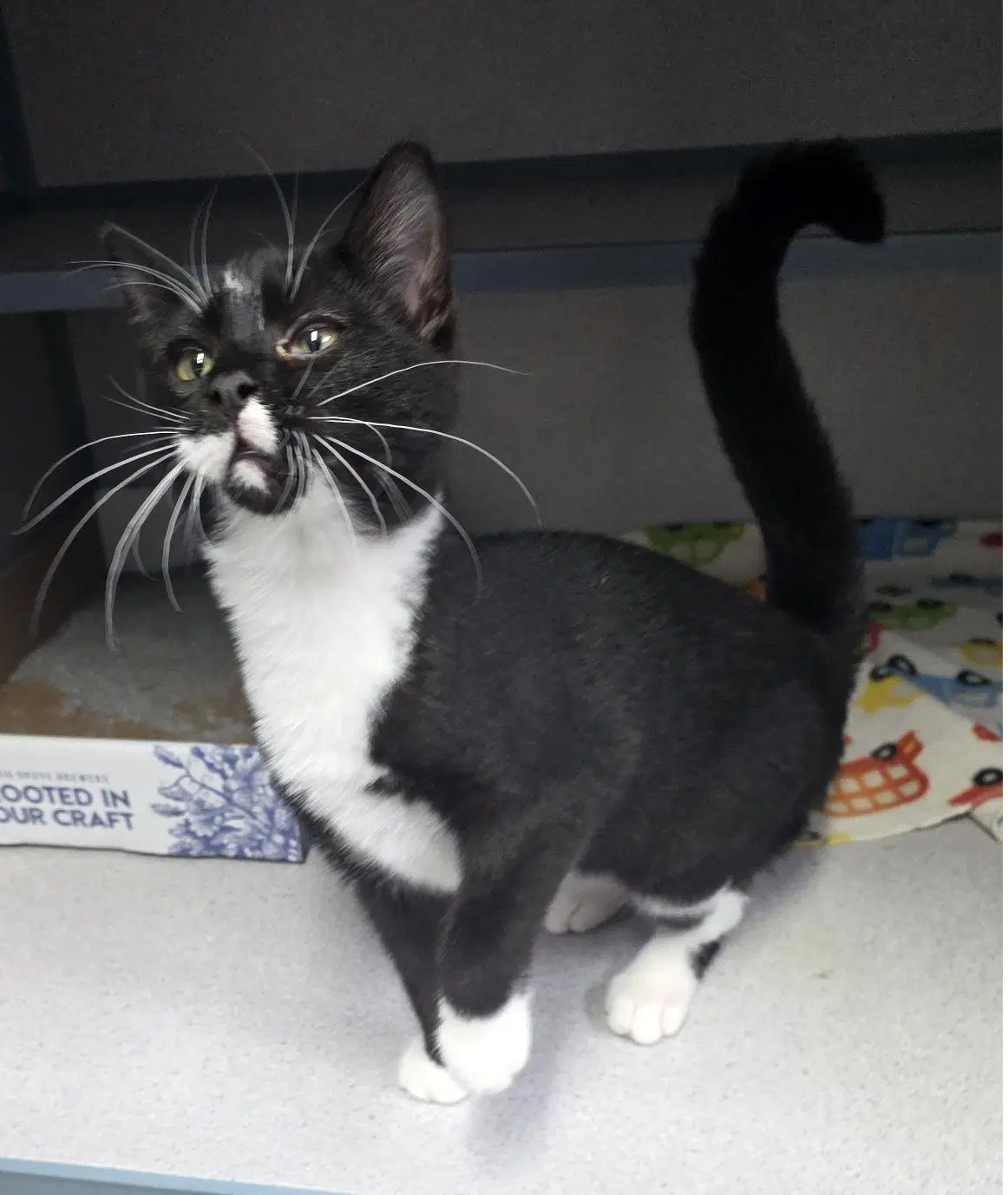 Chrissy - Domestic Short Hair