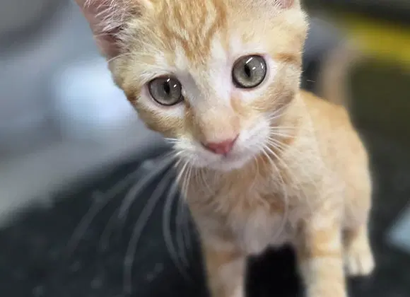 Hobes - Domestic Short Hair
