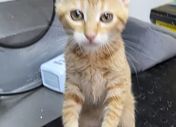 Xena - Domestic Short Hair