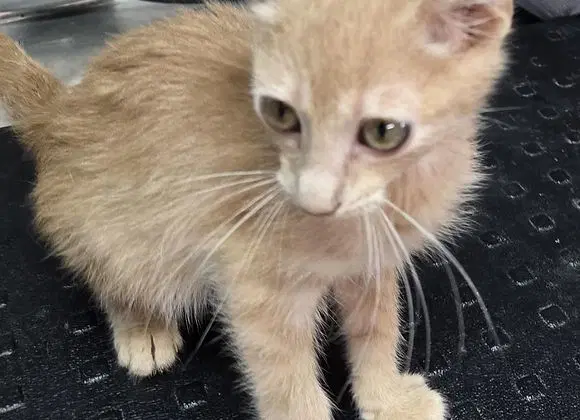 Blaze - Domestic Short Hair