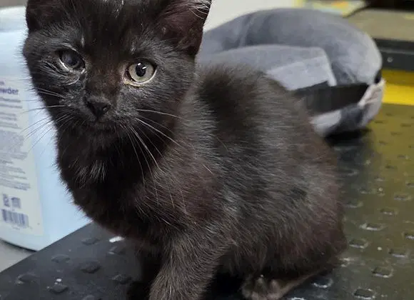 Opal - Domestic Short Hair