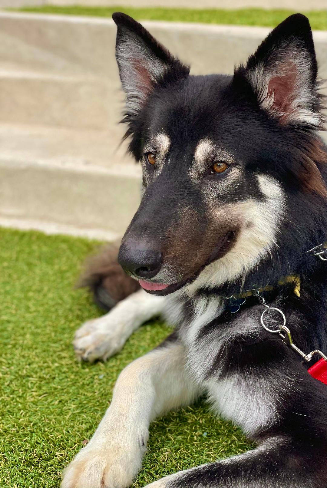 Dog for Adoption Rocky, a German Shepherd Dog in Canyon Lake, CA