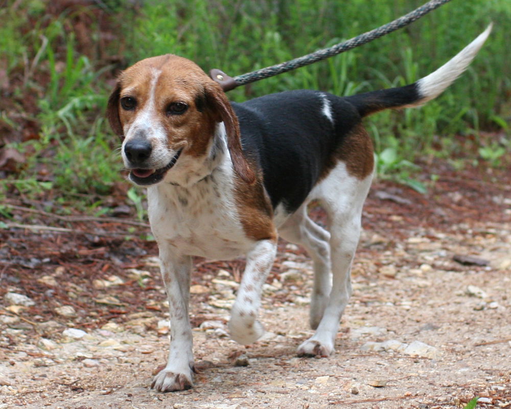 Dog for Adoption - Bubbles, a Beagle in Shell Knob, MO | Alpha Paw