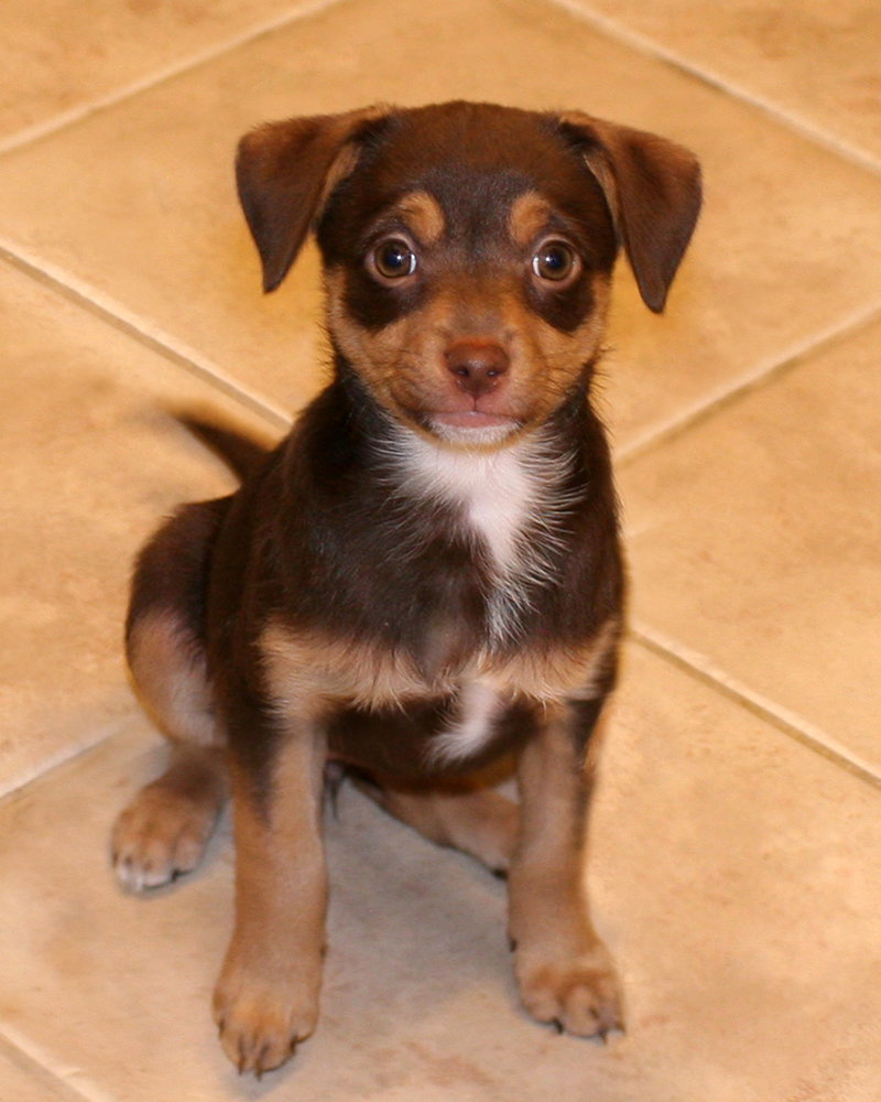 Ziva
