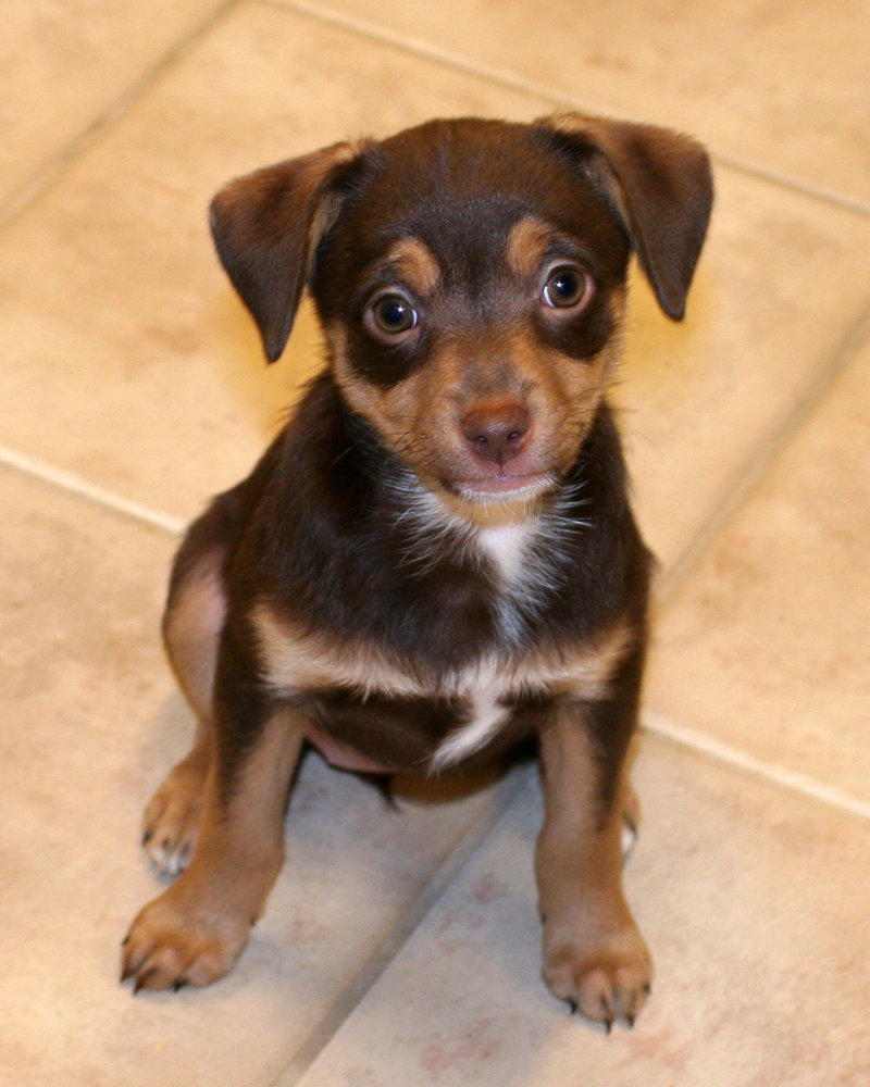 Ziva
