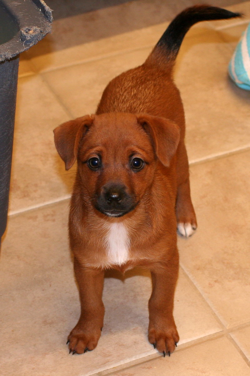 Dog for Adoption Zoe, a Jack Russell Terrier in Forsyth, MO Alpha Paw