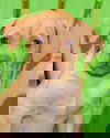 Wispa