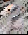 Gustie