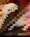 Albert