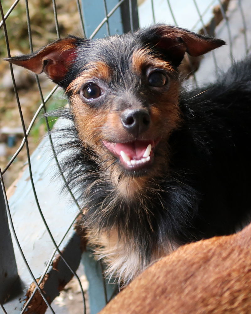 Yorkie rat hot sale terrier mix