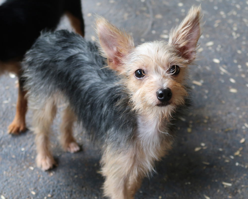 Yorkie rat sale terrier mix puppy