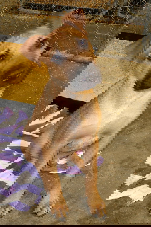 Titan