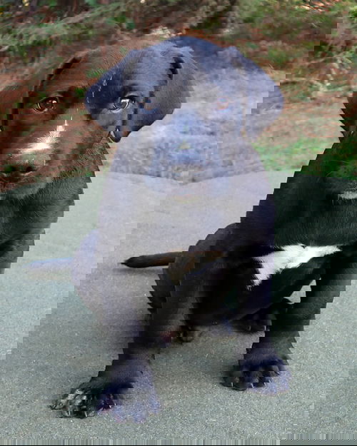Leno
