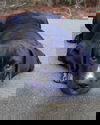Leno