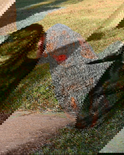 Norbert