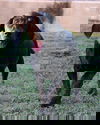 Norbert