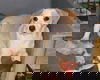 Tessie