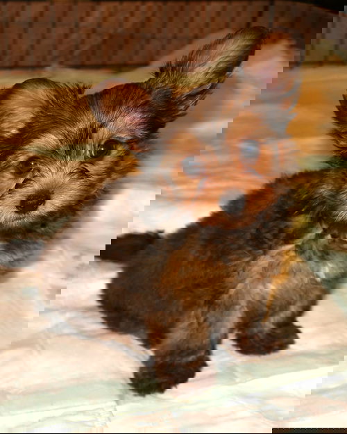 Rascal