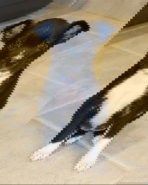 Zista