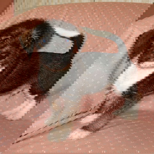Tobykins