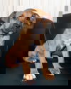 Rolo