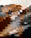 Rolo