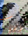 Chessa