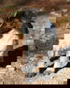 Adella