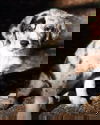 Anda