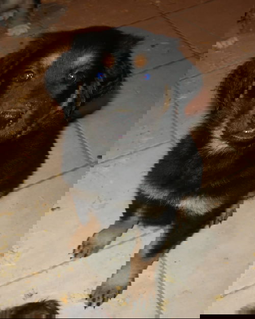 Nyx