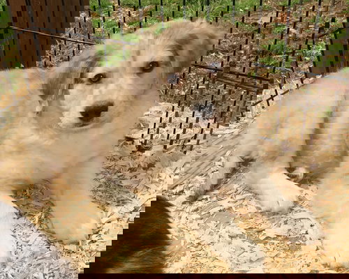 Gurgi