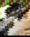 Delphi