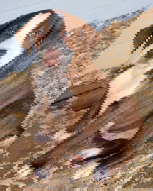 Deebo