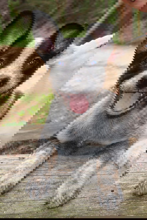 Beezus