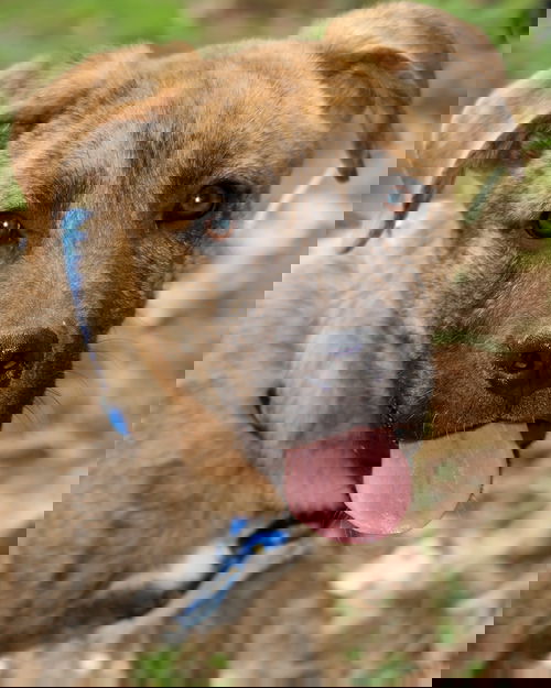 Groot