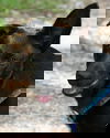 Ritzi