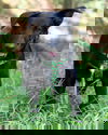 Raven