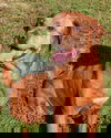 Ginger